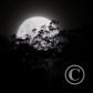 View the image: Img_0100