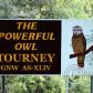 View the image: PowerfulOwl2048x1380ModA